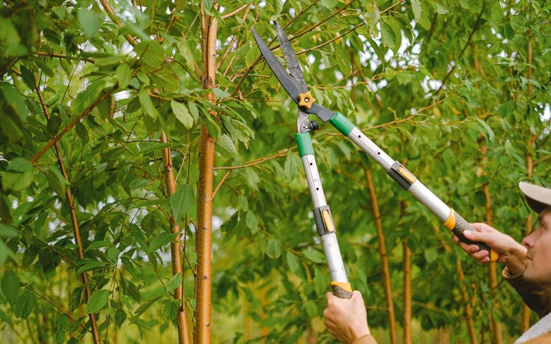 Tree trimming in Lowmansville, KY